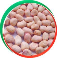 Groundnut