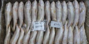 Frozen Croaker Fish