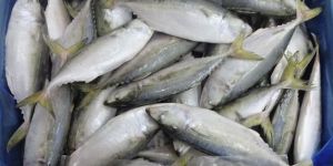 Frozen Indian Mackerel Fish
