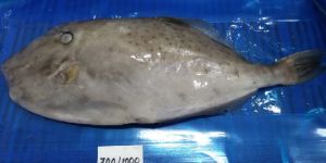 Frozen Leather Jacket Fish