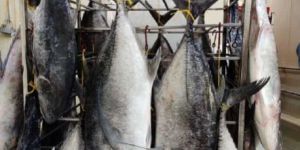 Frozen Malabar Trevally Fish