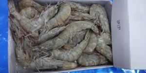 Frozen Vannamei Shrimps