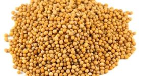 Yellow Mustard Seeds