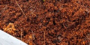 Coco Peat Powder