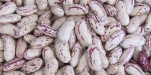Speckled Kidney Beans
