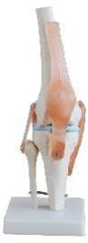 Knee Joint Models