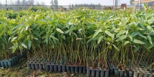 Eucalyptus Plant
