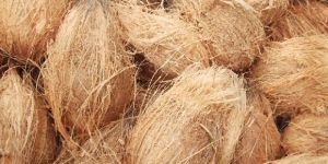 Coconut