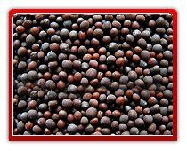 Black Mustard Seeds