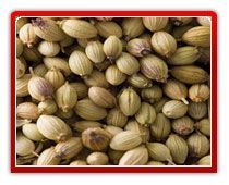 Coriander Seeds
