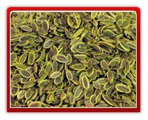 Dill Seeds