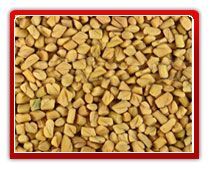Fenugreek Seed