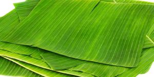 Fresh Banana Leaf