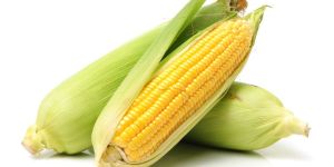 Fresh Maize