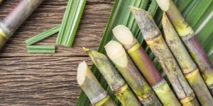 Fresh Sugarcane