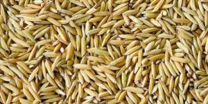 Paddy Rice
