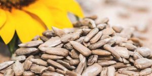 Sunflower Seeds