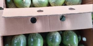 Fresh Brinjal