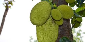 Fresh Jackfruit
