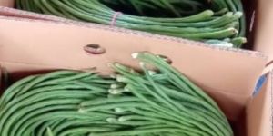 Fresh Long Beans