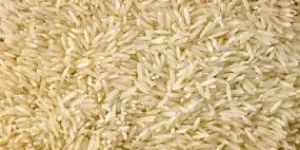Paddy Rice
