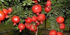 Pomegranate Plants