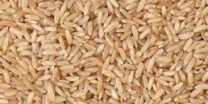 Organic Brown Rice
