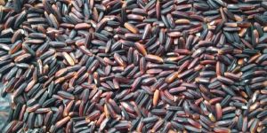 Black Rice