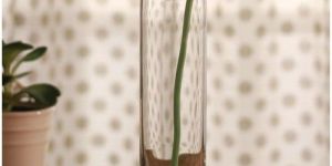 Cylindrical Glass Flower Vase