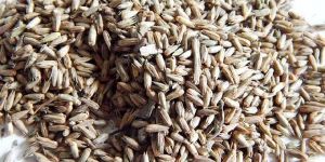 Apamarg Seeds