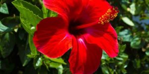 Hibiscus Flower