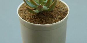 Succulent Plant
