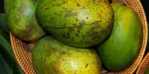 Alampur Baneshan Mango