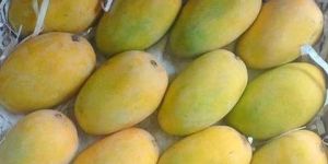 Kesar Mango