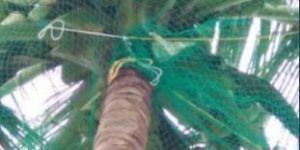 Coconut Fencing Net