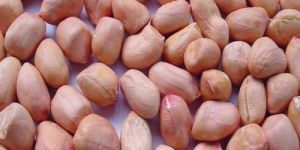 Groundnut Kernels