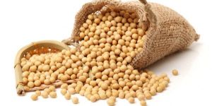 Soybean Seeds