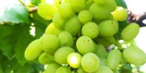 Grapes