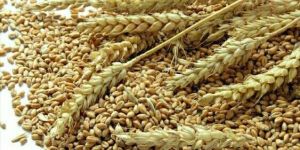 Wheat Seed