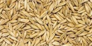 Oats Seeds