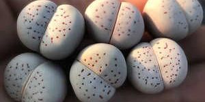 Lithops Dinteranthus Stone Plant