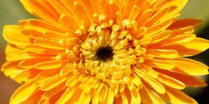 Chrysanthemum Flower