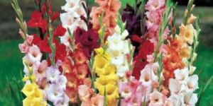 Gladiolus Flower
