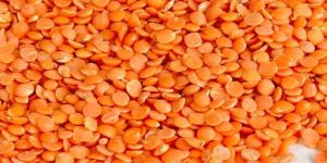 Red Lentils