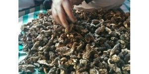 Alamdar Kashmiri Guchhi Mushrooms