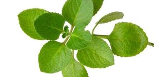Oregano Herb