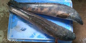 Freshwater Sole Fish