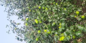 Jujube Fruit (Apple Ber)