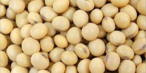 Soybean Seeds