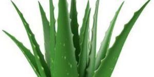 Fresh Aloe Vera Leaves
